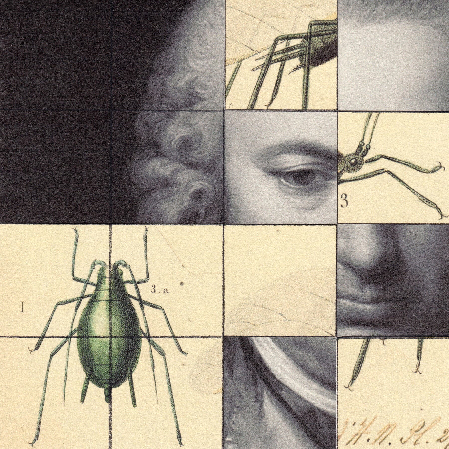 2026-01-10 ¡vivian dehning 2.jpg|An grid illustration combining a man in a powdered wig and scientific illustrations of the anatomy of a fruit fly. 