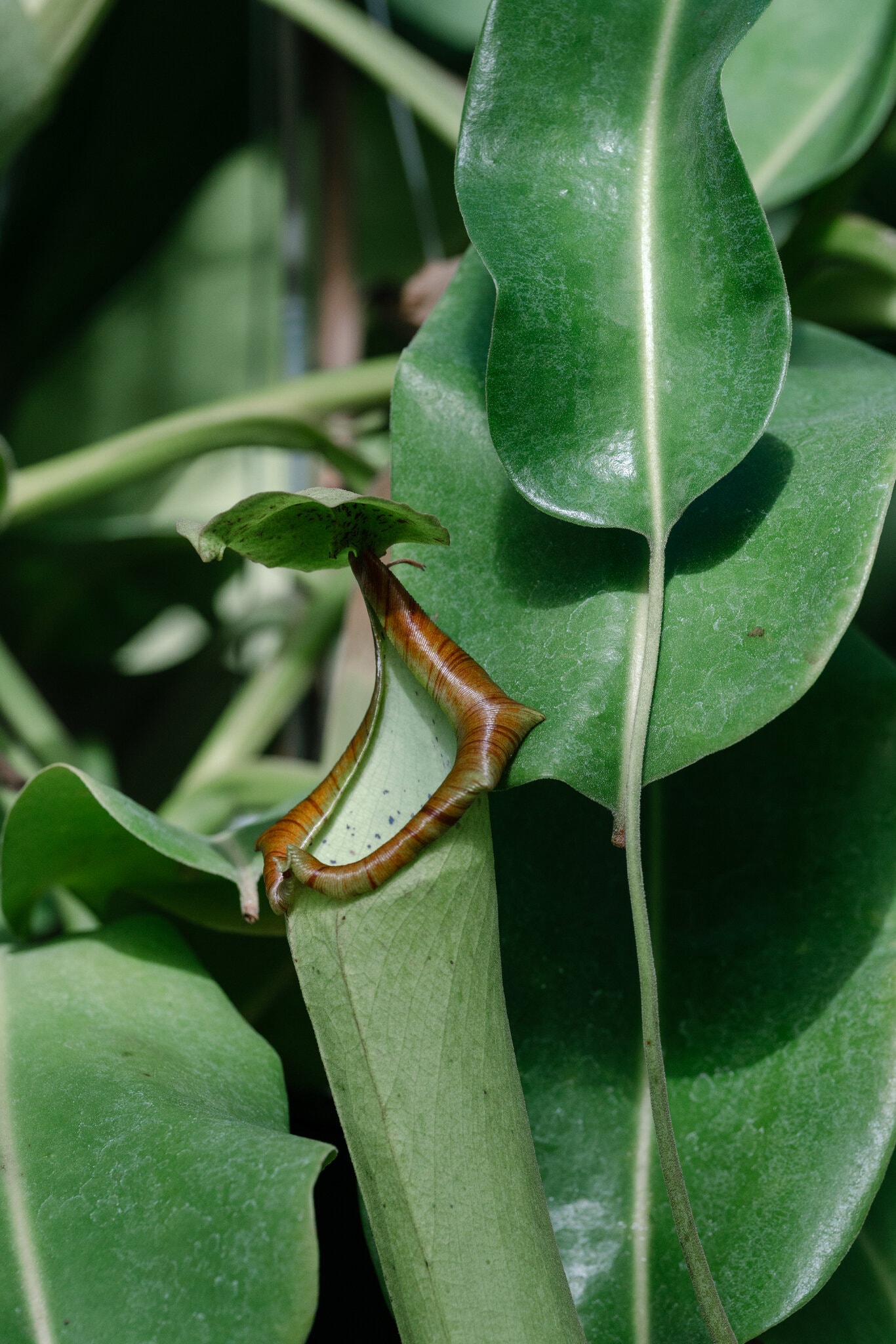 2026-02-28 ¡27trav-cheapskate-honolulu-03-jzbt-superJumbo.jpg