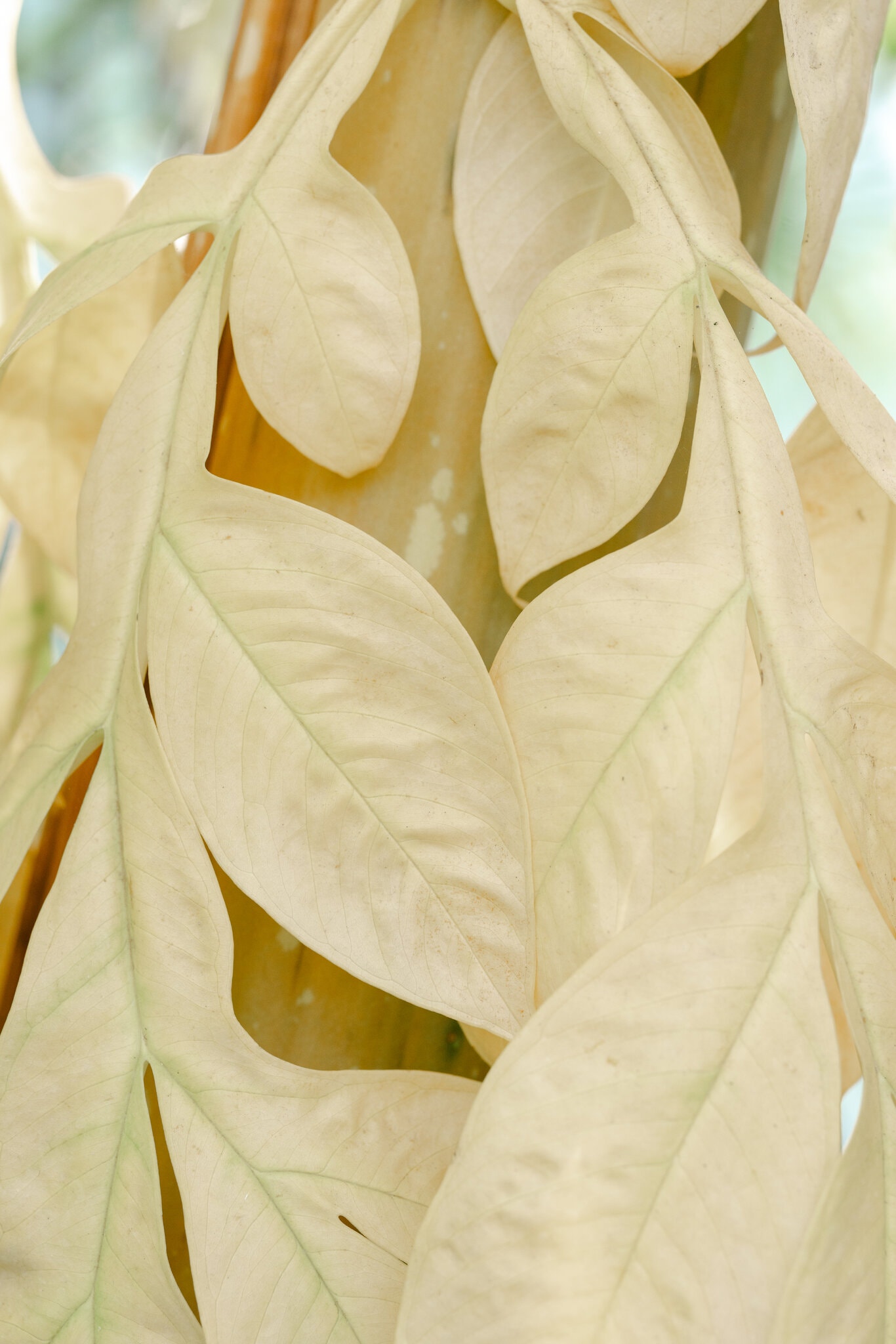 2026-02-28 ¡27trav-cheapskate-honolulu-04-jzbt-superJumbo.jpg